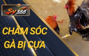 Hướng dẫn chăm sóc gà bị cựa
