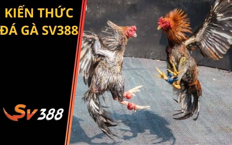 dang nhap hay88 Bí Mật Sân Chơi Chọi Gà Trực Tuyến Hấp Dẫn - Cơ Hội & Rủi Ro